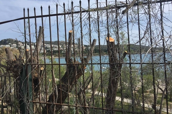 Ά&mu;&epsilon;&sigma;&eta; &eta; &alpha;&nu;&tau;ί&delta;&rho;&alpha;&sigma;&eta; &tau;&eta;&sigmaf; &Delta;&eta;&mu;&omicron;&tau;&iota;&kappa;ή&sigmaf; &Alpha;&rho;&chi;ή&sigmaf; &sigma;&epsilon; &alpha;&upsilon;&theta;&alpha;ί&rho;&epsilon;&tau;&omicron; &kappa;&lambda;ά&delta;&epsilon;&mu;&alpha; 42 &delta;έ&nu;&tau;&rho;&omega;&nu; &sigma;&tau;&eta; &Beta;&omicron;&upsilon;&lambda;&iota;&alpha;&gamma;&mu;έ&nu;&eta;