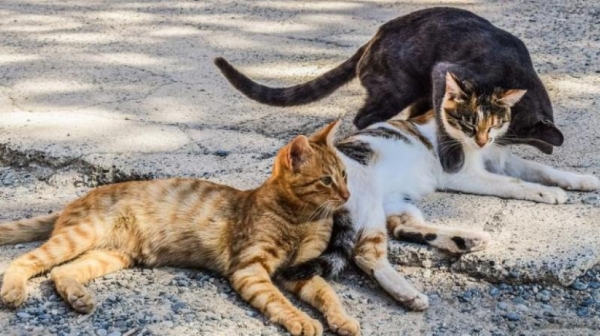 &Pi;&rho;&omega;&tau;&omicron;&beta;&omicron;&upsilon;&lambda;ί&alpha; &delta;&iota;&alpha;&lambda;ό&gamma;&omicron;&upsilon; &gamma;&iota;&alpha; &tau;&omicron; &zeta;ή&tau;&eta;&mu;&alpha; &tau;&omega;&nu; &alpha;&delta;έ&sigma;&pi;&omicron;&tau;&omega;&nu; &gamma;&alpha;&tau;ώ&nu; &alpha;&pi;ό &tau;&omicron;&nu; &Delta;ή&mu;&omicron; &Beta;ά&rho;&eta;&sigmaf; &Beta;&omicron;ύ&lambda;&alpha;&sigmaf; &Beta;&omicron;&upsilon;&lambda;&iota;&alpha;&gamma;&mu;έ&nu;&eta;&sigmaf;