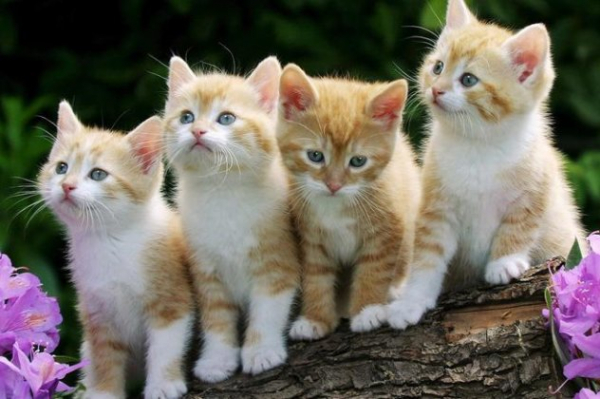 Ξεκινάει δημοτικό πρόγραμμα «Οι Γάτες μας» για την καταγραφή, τη σήμανση και τη στείρωση των αδέσποτων γατών